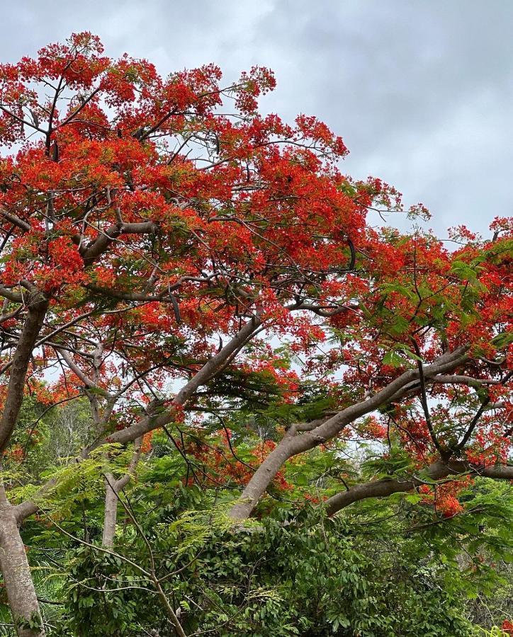 The Serene House Bed & Breakfast Luquillo Esterno foto